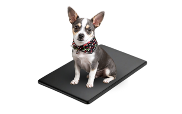 Pet Cushion